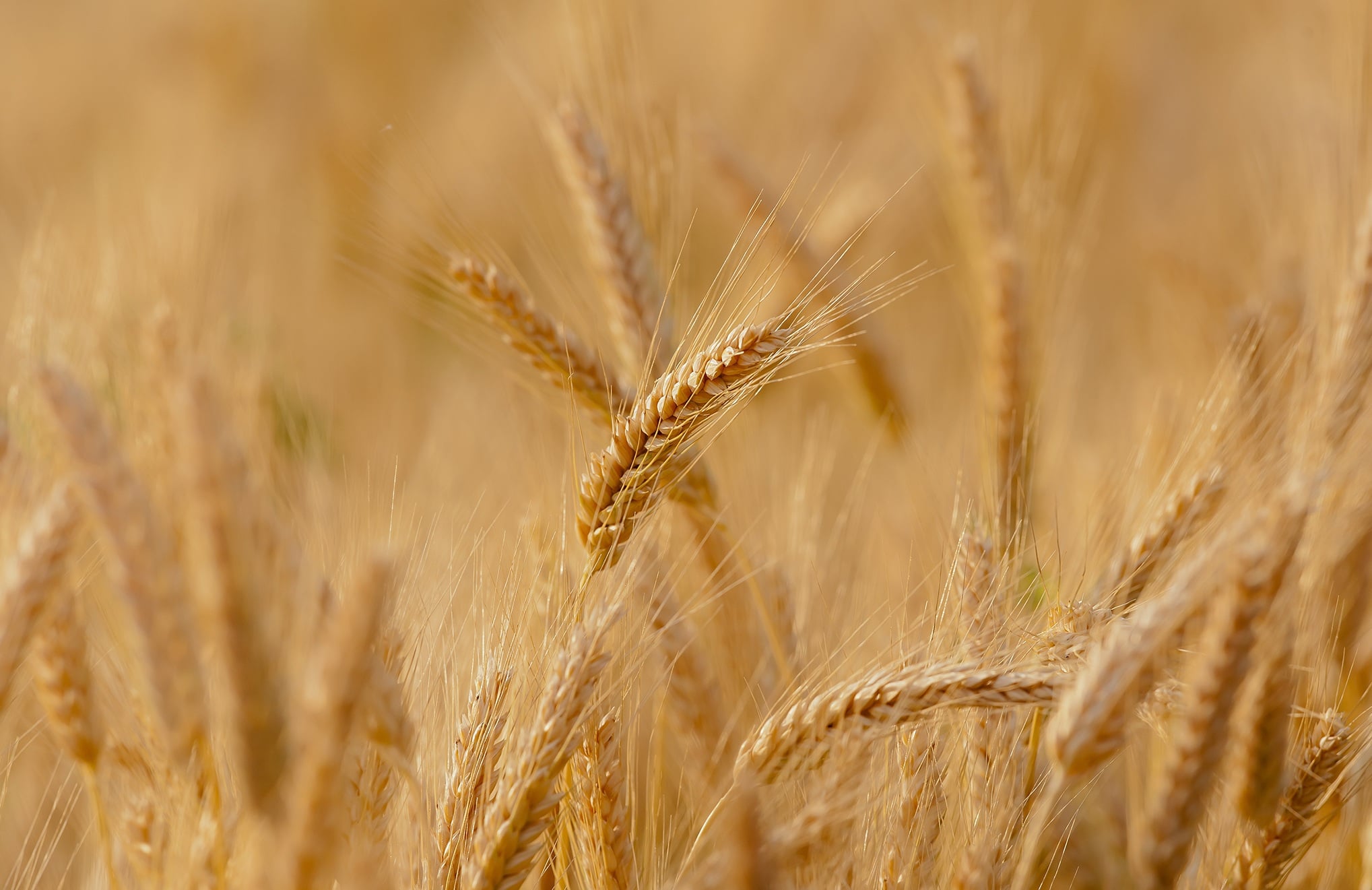 Wheat Futures Delivery